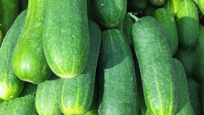 Pepino – Dicas de Saúde