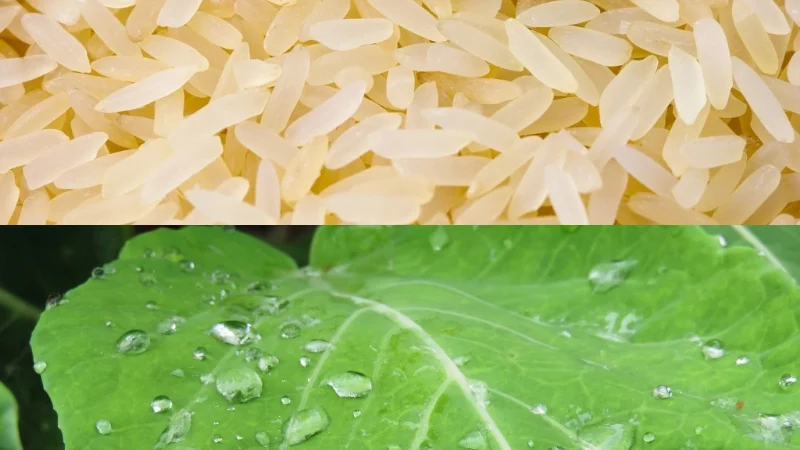 Prepare: Arroz de Couves