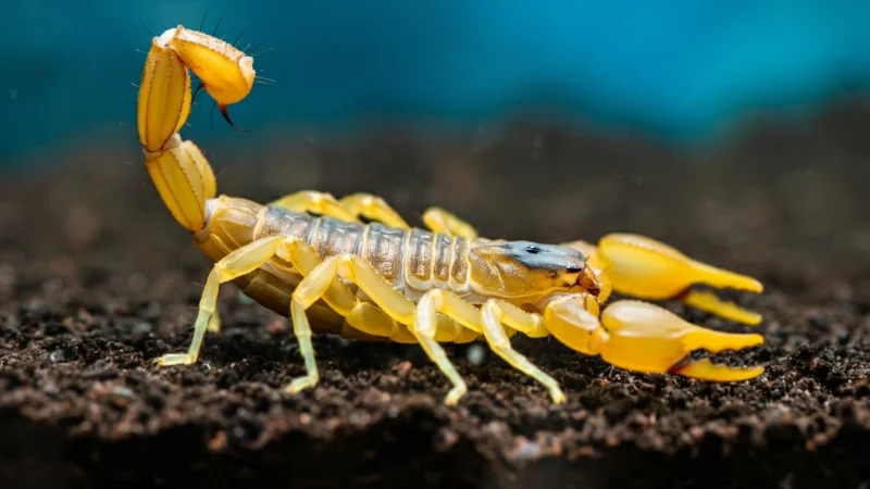 Escorpião Amarelo Encontrado em dois Bairros de Gravataí – RS