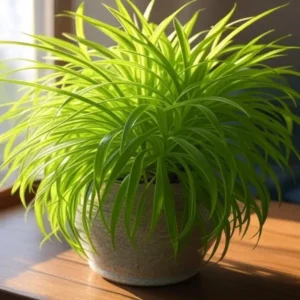 Planta Aranha: Mais que Beleza, Saúde para o Seu Lar!