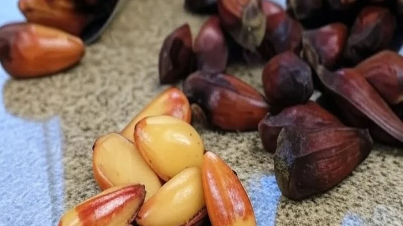 Por que o Pinhão é um Alimento Incrível? Conheça os benefícios dessa semente poderosa!