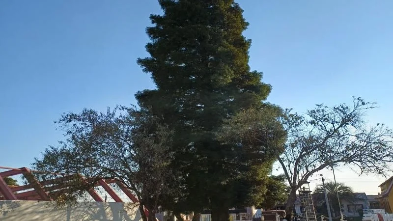 A Sequoia Lunar de Cambará do Sul: Uma História Espacial