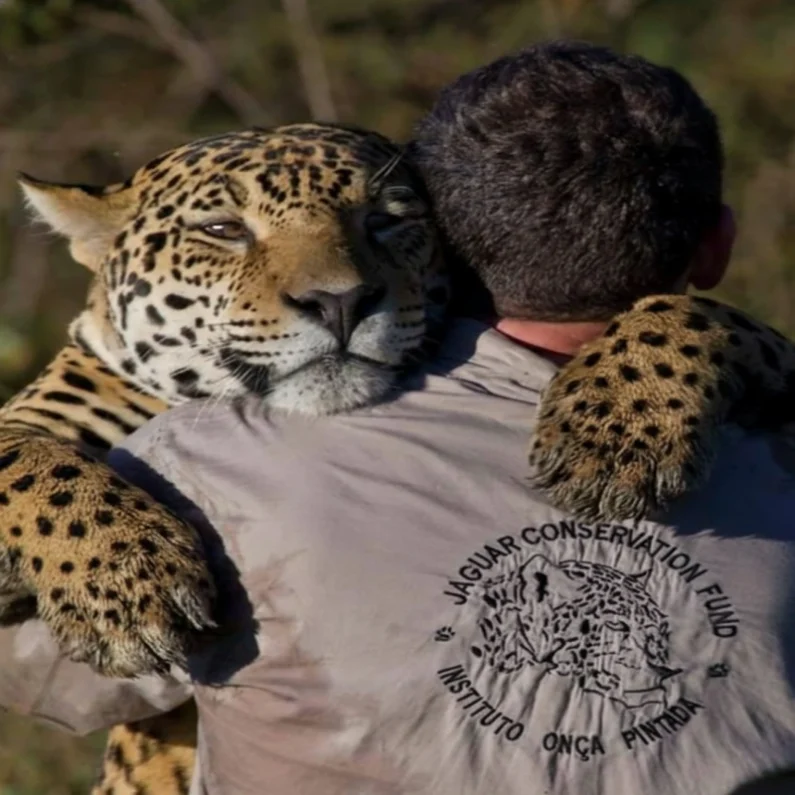 Instituto Onça-Pintada (IOP): Guardiões do Maior Felino das Américas
