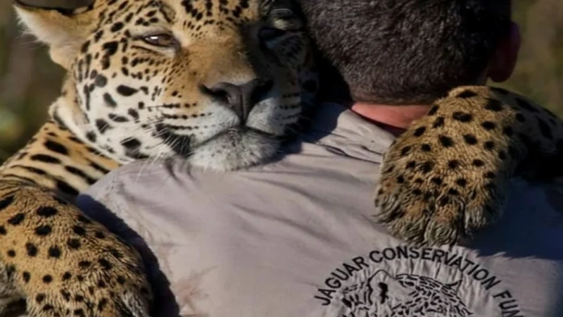 Instituto Onça-Pintada (IOP): Guardiões do Maior Felino das Américas