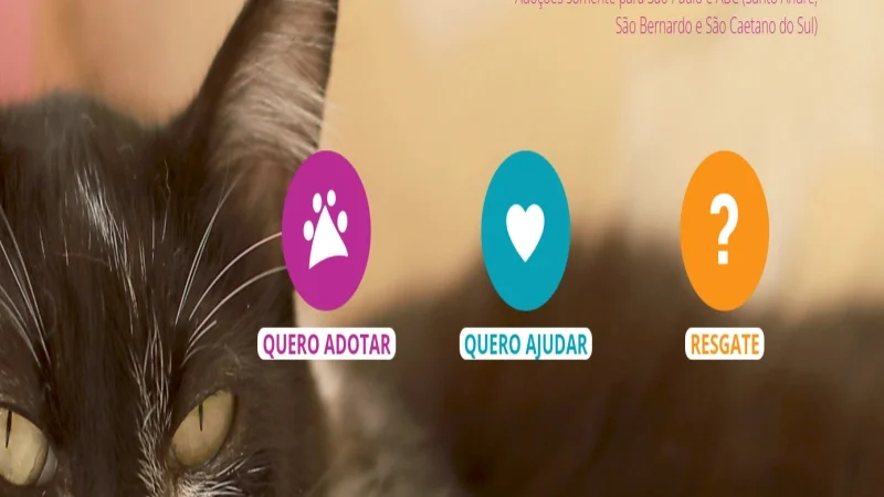 Quer Adotar um Pet? Conheça o Projeto Adote um Gatinho
