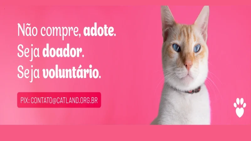 Quer Adotar um Pet? Catland: Adoção de Gatinhos