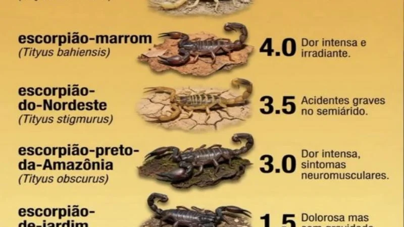 O Desafio dos Escorpiões no Brasil e as Medidas de Proteção