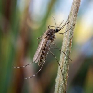 Casos da Febre do Nilo Ocidental Acendem Alerta Para a Prevenção Contra Mosquitos