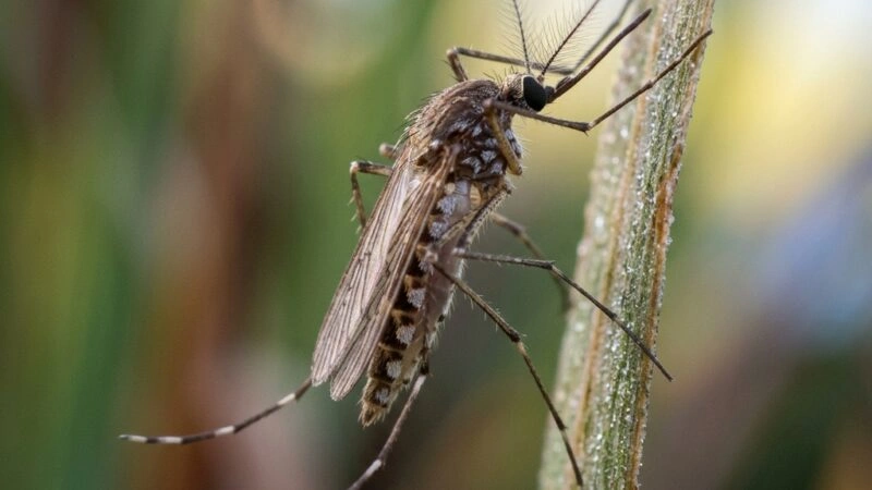 Casos da Febre do Nilo Ocidental Alertam a Prevenção Contra Mosquitos
