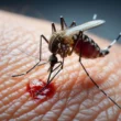 Dengue: Sintomas e Como Evitar a Doença