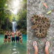 Cachoeiras, Calor e Cuidado: O Risco Silencioso das Cobras em Buscas por Refúgio