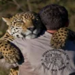 Instituto Onça-Pintada (IOP): Guardiões do Maior Felino das Américas