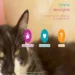 Quer Adotar um Pet? Conheça o Projeto Adote um Gatinho